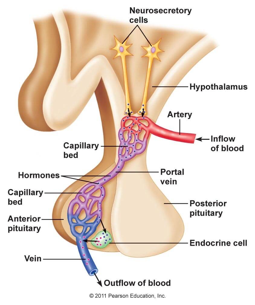 The Unbelievable Structure Function Of Brain Parts In Humans