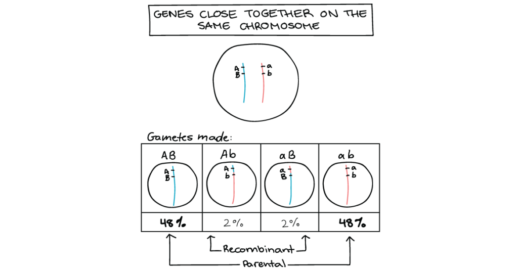 5 Step Guide To Understand Linked Genes Chromosome Meiosis