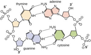 DNA Structure & Function: A Simple Guide For Beginners