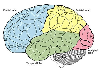 The Unbelievable Structure & Function of Brain Parts in Humans