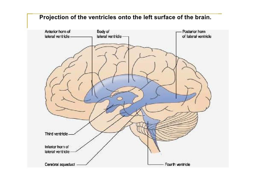 The Unbelievable Structure And Function Of Brain Parts In Humans