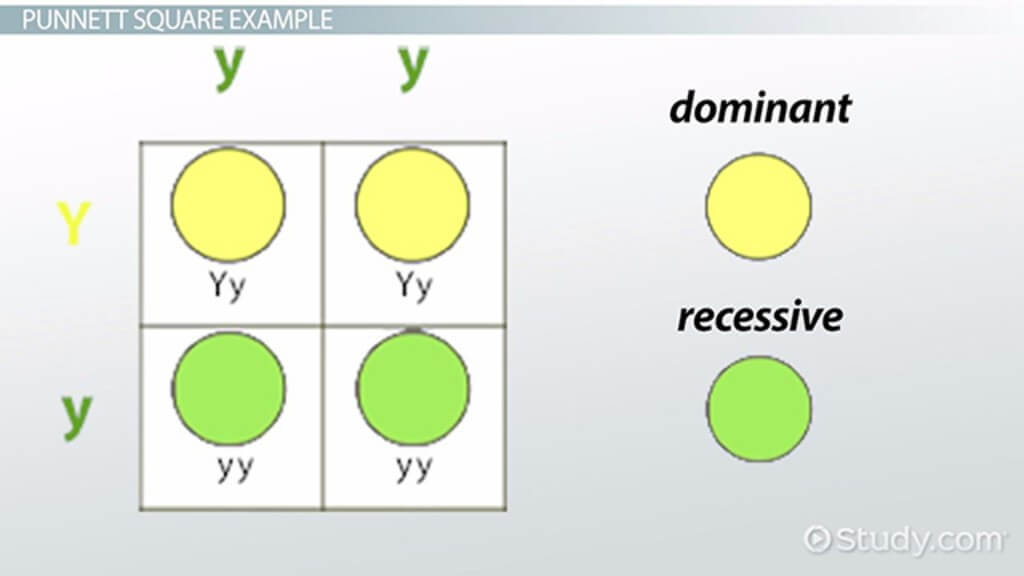 mendel principle of dominance quizlet