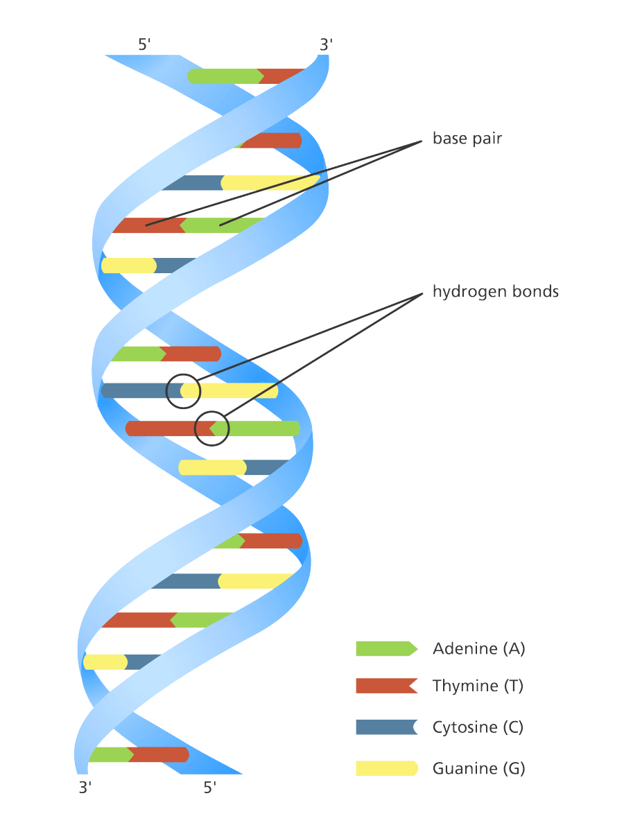 DNA Structure & Function A Simple Guide for Beginners