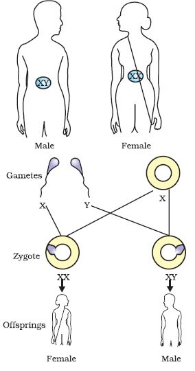 gender chromosomes