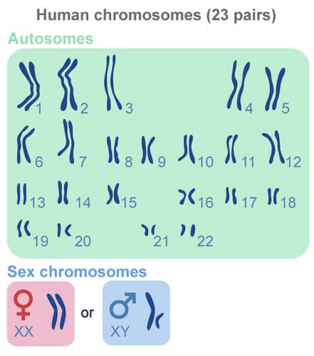 chromosomes in sex humans Multiple