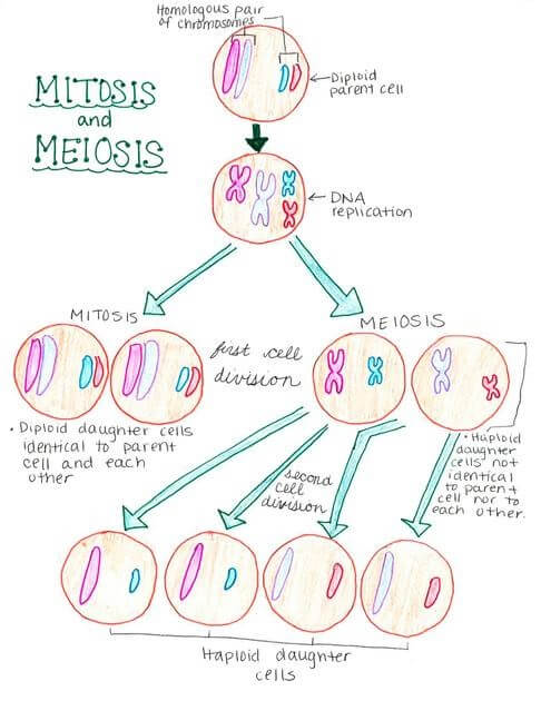 mitosis and miosis