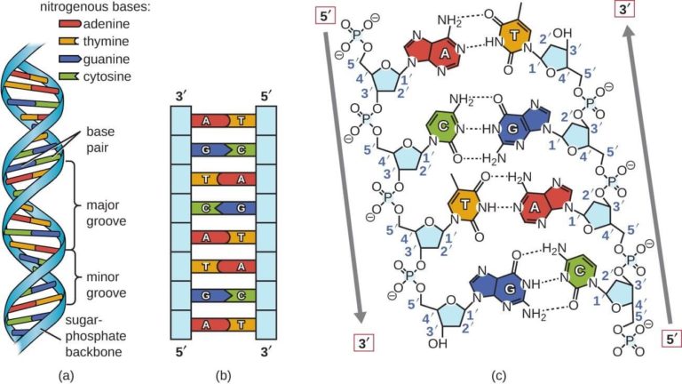 Structure Of Dna Labelled Diagram