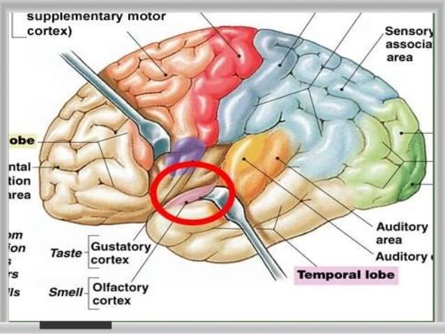 Functional Areas Of The Brain And Their Astonishing Capabilities