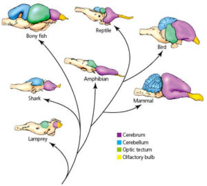 Find Out How the Evolution of Consciousness Happened