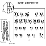 DNA Full Form: Guide for Beginners to Understand What it Is