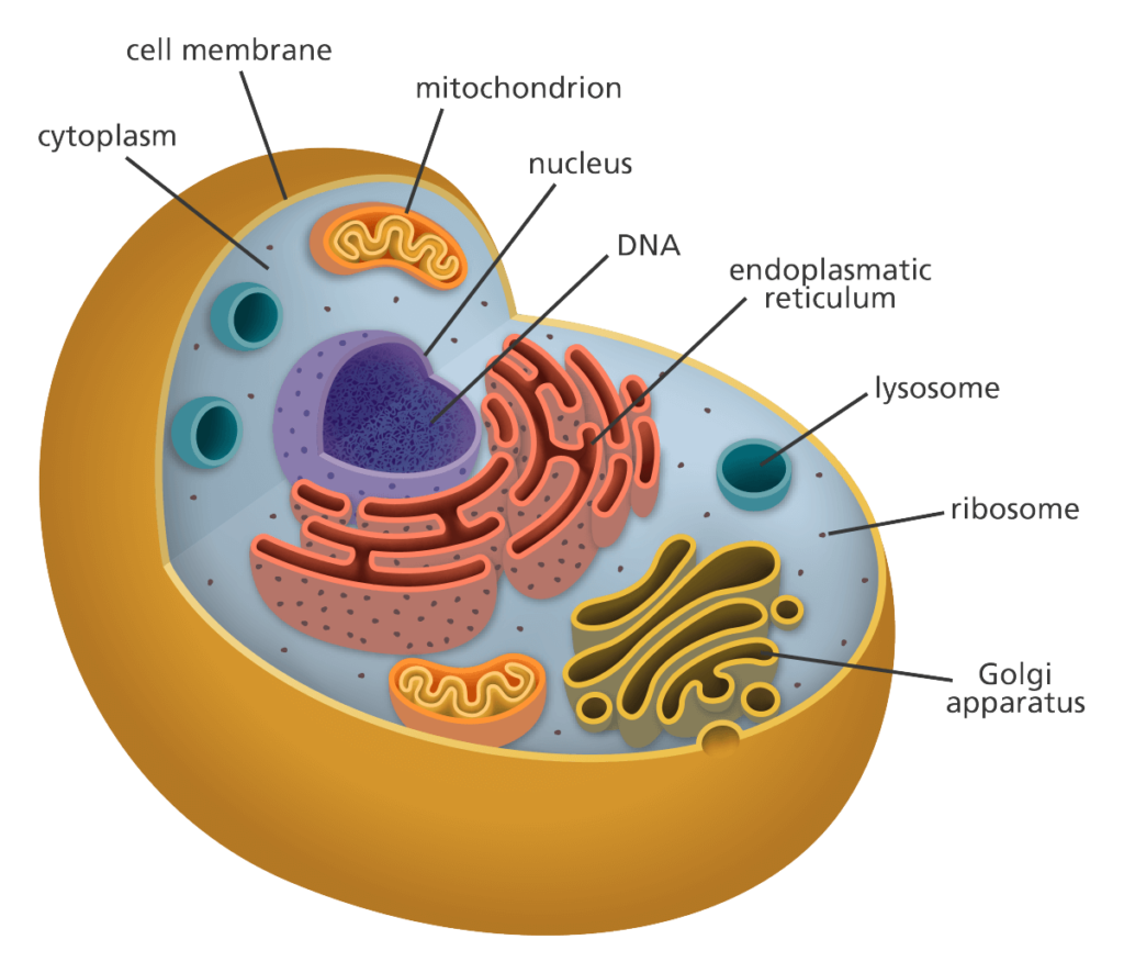 3d Dna Model Labeled