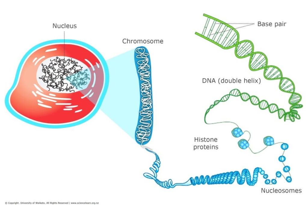 Genetic Material Is Contained Within The Cell