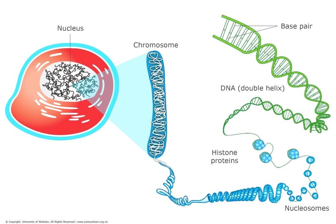 DNA Full Form Guide For Beginners To Understand What It Is