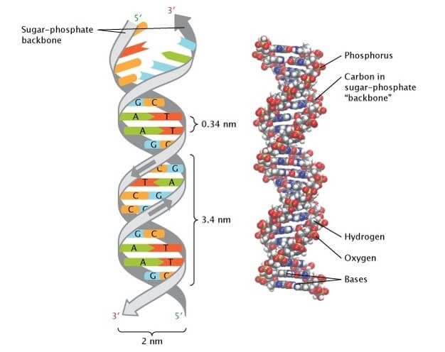 3d dna structure labeled