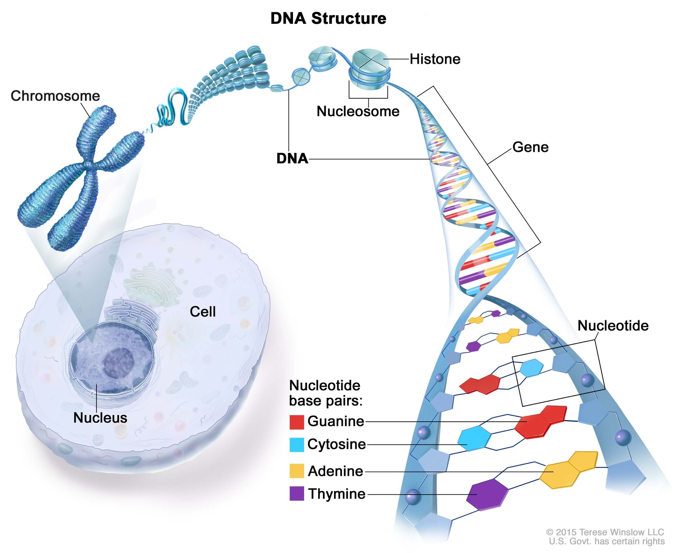 presentation on dna structure