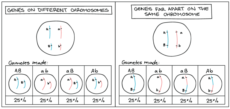 5 Step Guide To Understand Linked Genes And Chromosome Meiosis 1361