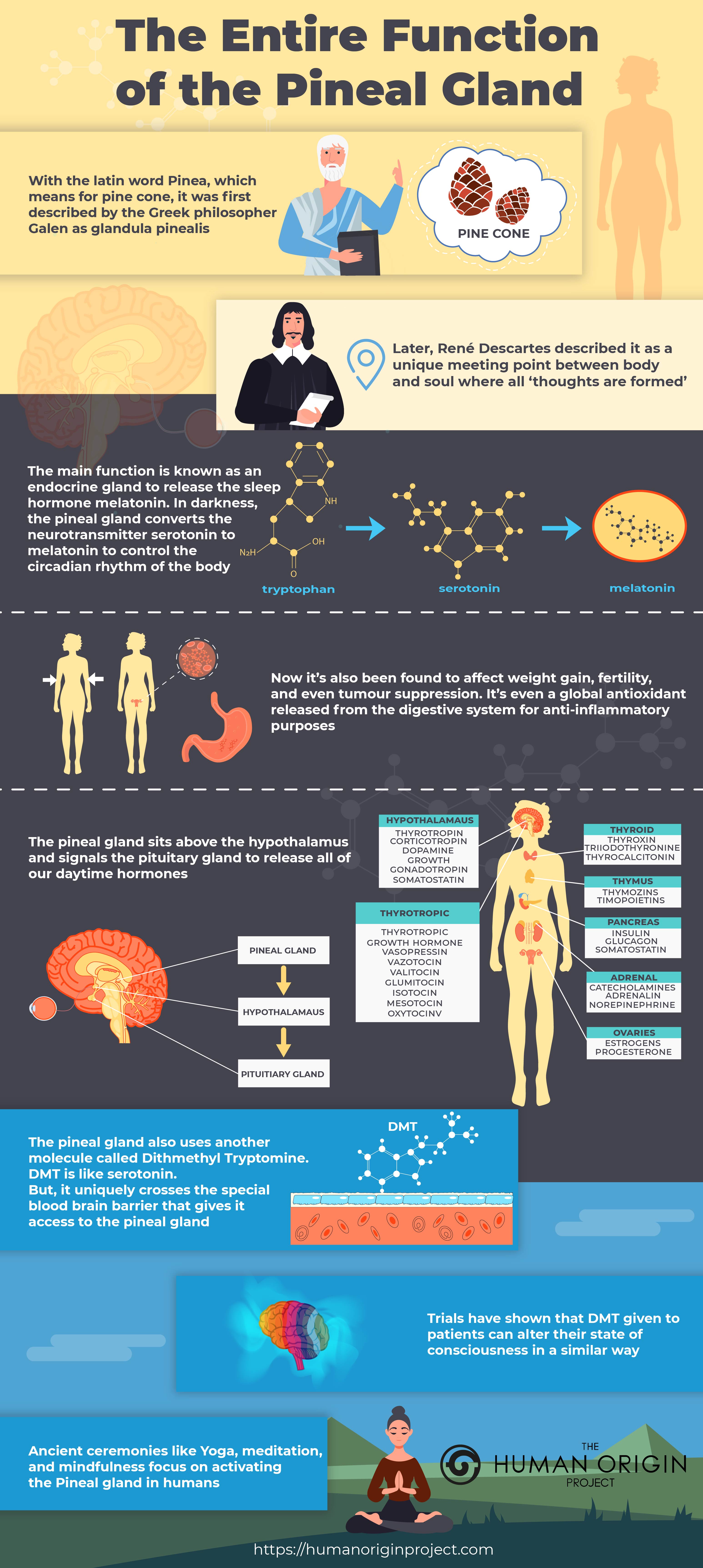 the-entire-function-of-the-pineal-gland-human-brain-parts