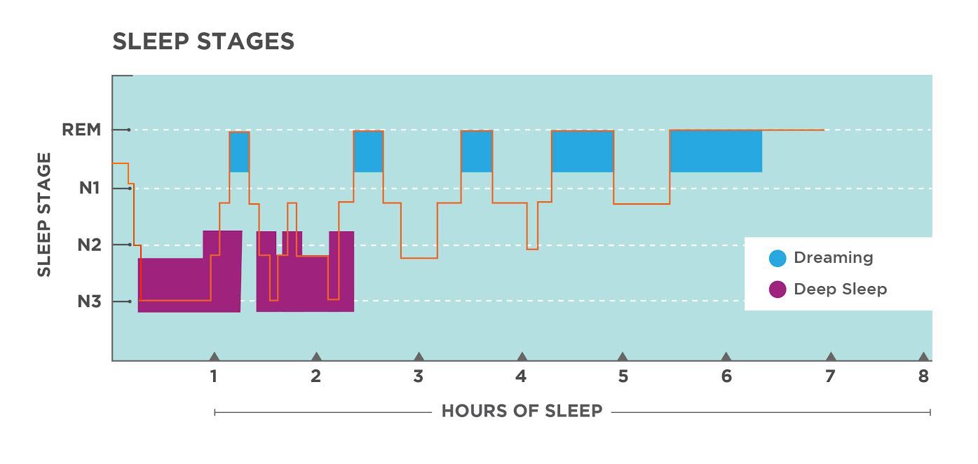Rem сон. Rem глубокий сон. Rem non Rem фазы сна. Stages of Sleep диаграмма.